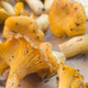 Illustration for article titled More Mushroom Than You Can Handle: You Simply Don’t Have The Endurance To Make It Through This List Of 8 Mushrooms